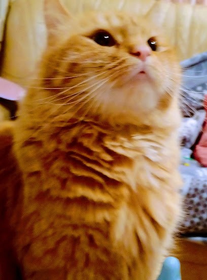 Ehpad Pignelin, Maison de Retraite à Varennes-Vauzelles